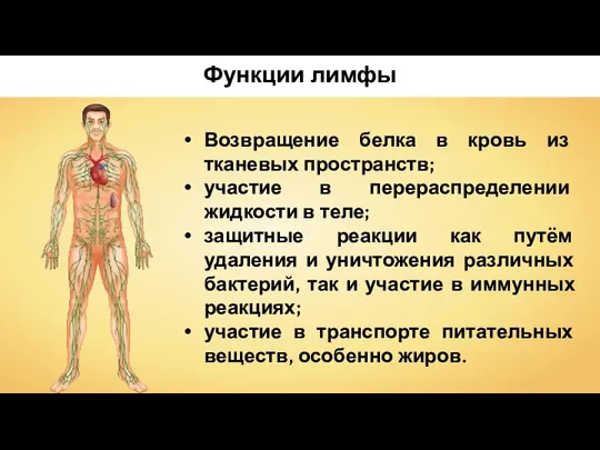 Функции лимфы Возвращение белка в кровь из тканевых пространств; участие в