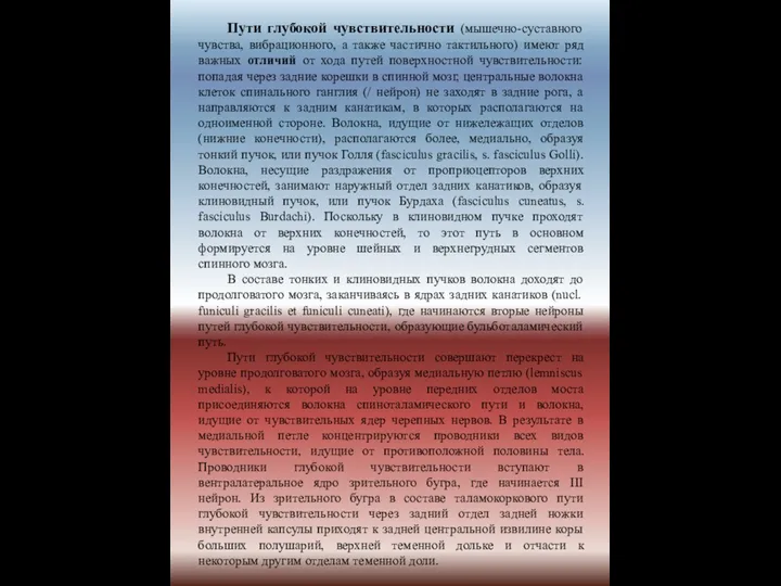 Пути глубокой чувствительности (мышечно-суставного чувства, вибрационного, а также частично тактильного) имеют