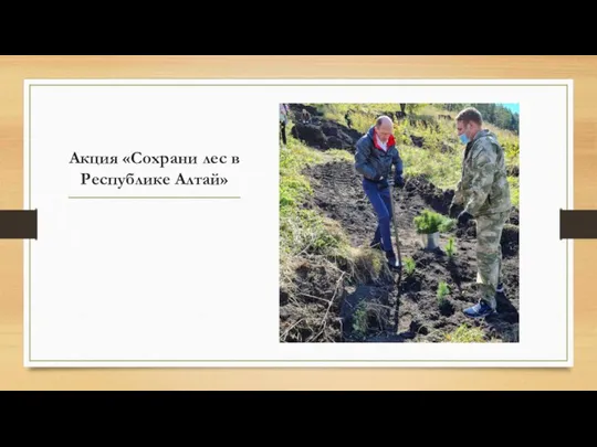 Акция «Сохрани лес в Республике Алтай»