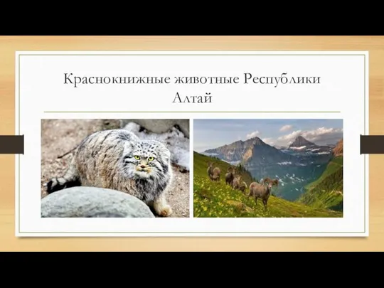 Краснокнижные животные Республики Алтай