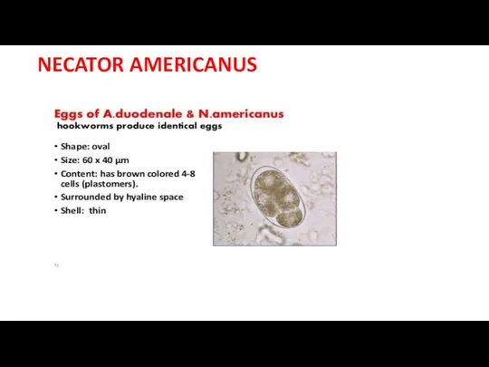 NECATOR AMERICANUS