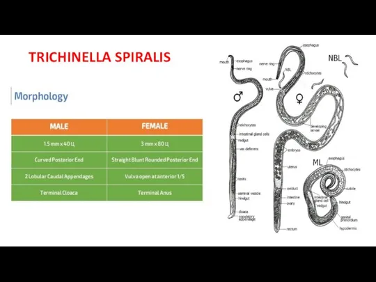 TRICHINELLA SPIRALIS