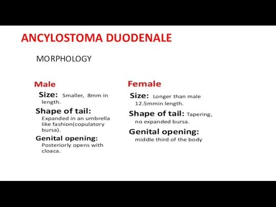 ANCYLOSTOMA DUODENALE MORPHOLOGY