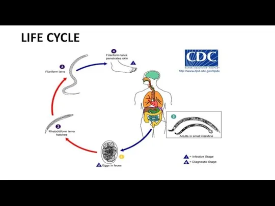 LIFE CYCLE