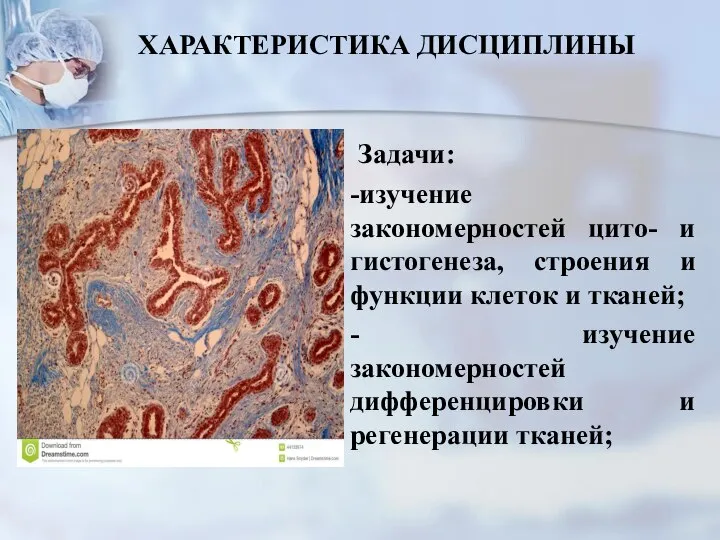 ХАРАКТЕРИСТИКА ДИСЦИПЛИНЫ Задачи: -изучение закономерностей цито- и гистогенеза, строения и функции