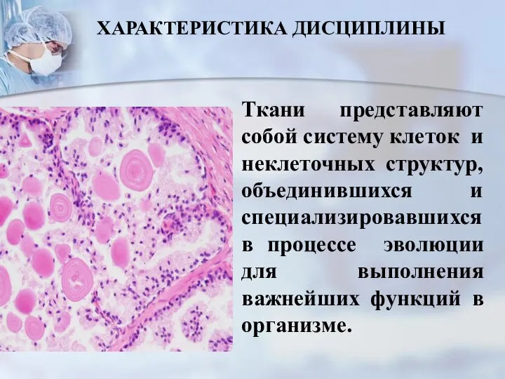 Ткани представляют собой систему клеток и неклеточных структур, объединившихся и специализировавшихся