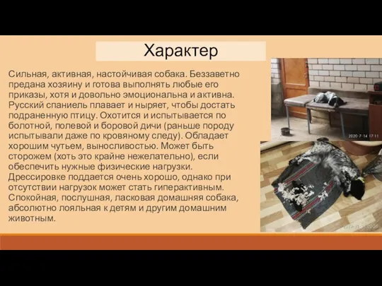 Сильная, активная, настойчивая собака. Беззаветно предана хозяину и готова выполнять любые