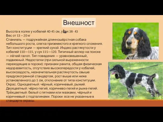 Внешность Высота в холке у кобелей 40-45 см, у сук 38-