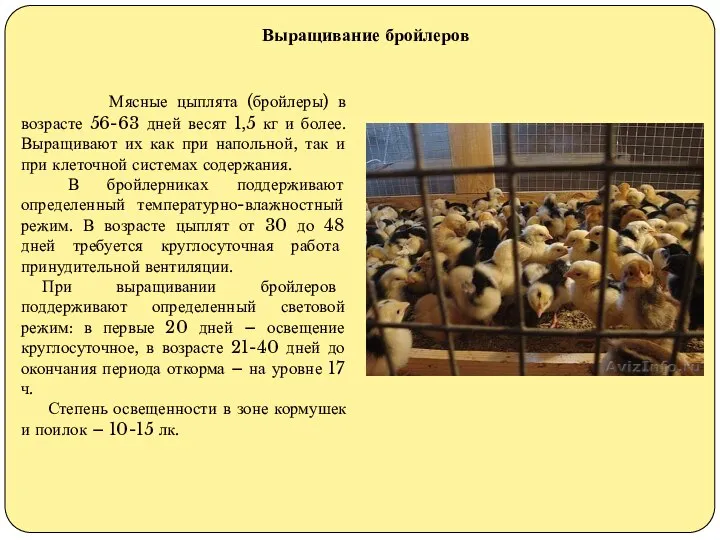 Мясные цыплята (бройлеры) в возрасте 56-63 дней весят 1,5 кг и