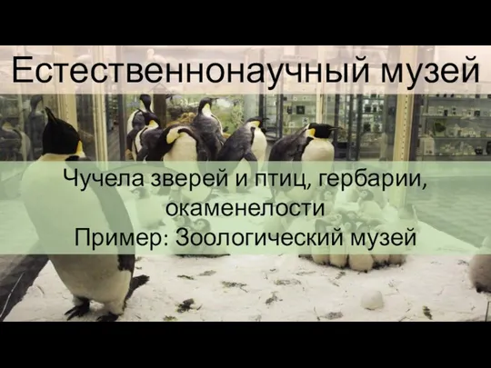 Естественнонаучный музей Чучела зверей и птиц, гербарии, окаменелости Пример: Зоологический музей