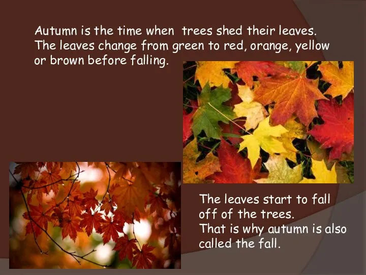 Autumn is the time when trees shed their leaves. The leaves