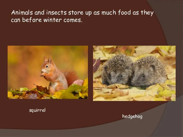 Animals and insects store up as much food as they can before winter comes. hedgehog squirrel