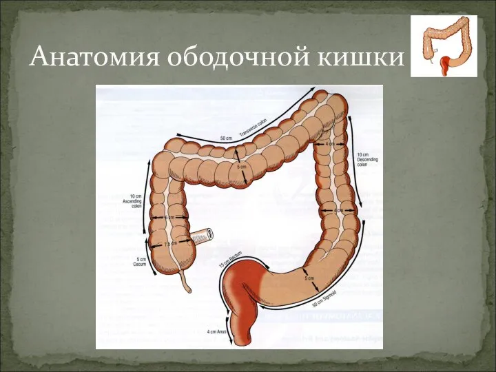 Анатомия ободочной кишки