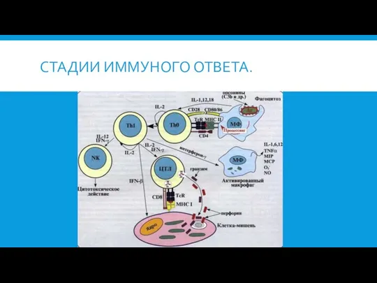 СТАДИИ ИММУНОГО ОТВЕТА.