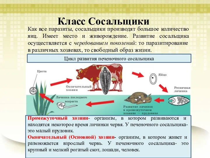 Класс Сосальщики Как все паразиты, сосальщики производят большое количество яиц. Имеет