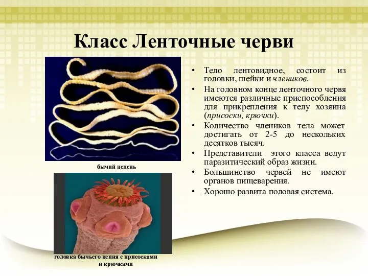 Класс Ленточные черви Тело лентовидное, состоит из головки, шейки и члеников.