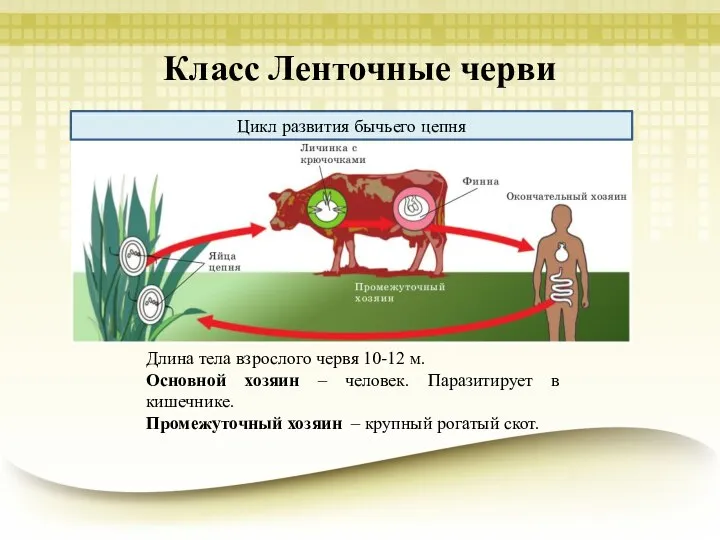 Класс Ленточные черви Цикл развития бычьего цепня Длина тела взрослого червя