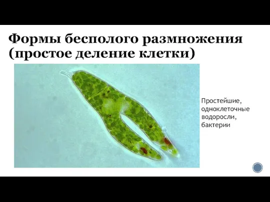 Формы бесполого размножения (простое деление клетки)