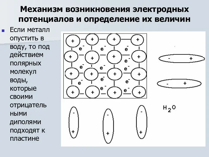 Механизм возникновения электродных потенциалов и определение их величин Если металл опустить