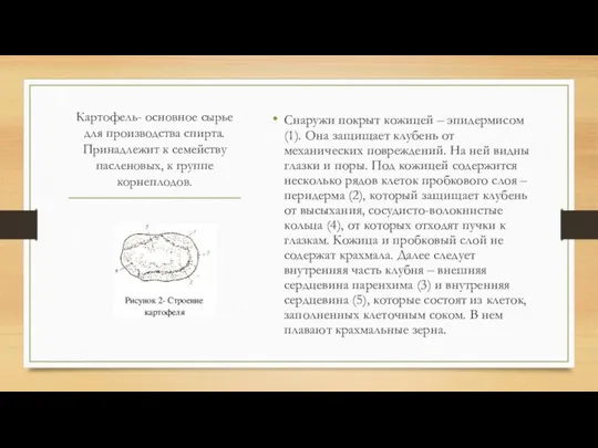 Картофель- основное сырье для производства спирта. Принадлежит к семейству пасленовых, к