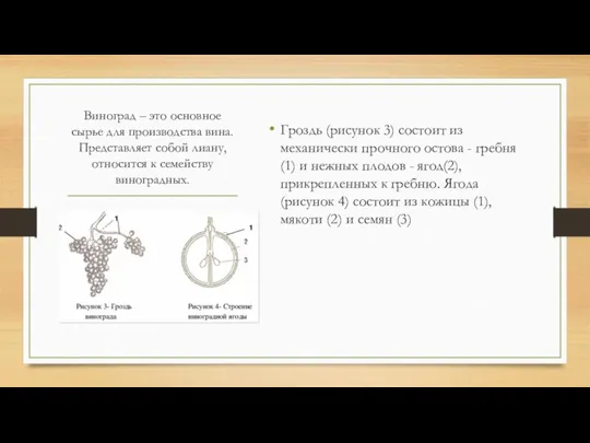 Виноград – это основное сырье для производства вина. Представляет собой лиану,