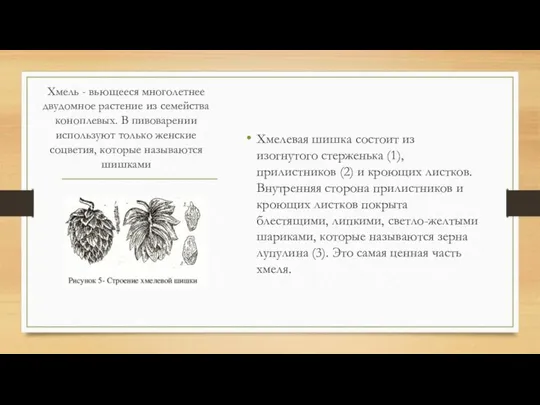 Хмель - вьющееся многолетнее двудомное растение из семейства коноплевых. В пивоварении