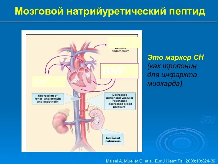 Мозговой натрийуретический пептид Maisel A, Mueller C, et al. Eur J