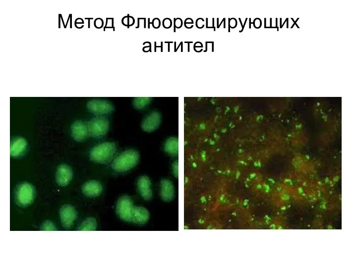 Метод Флюоресцирующих антител