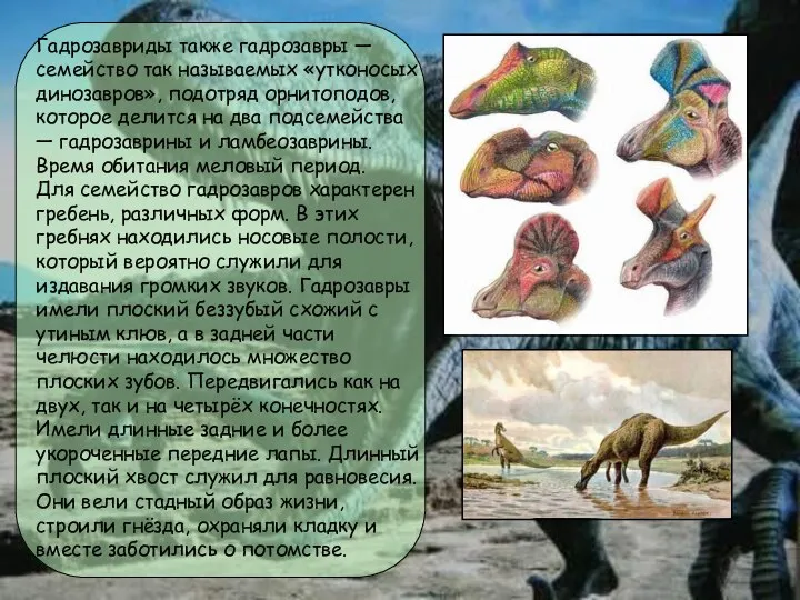 Гадрозавриды также гадрозавры — семейство так называемых «утконосых динозавров», подотряд орнитоподов,