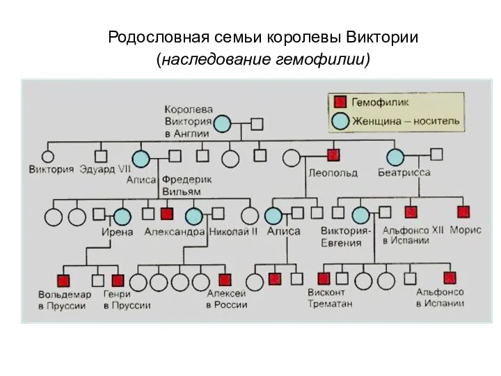 Родословная семьи королевы Виктории (наследование гемофилии)