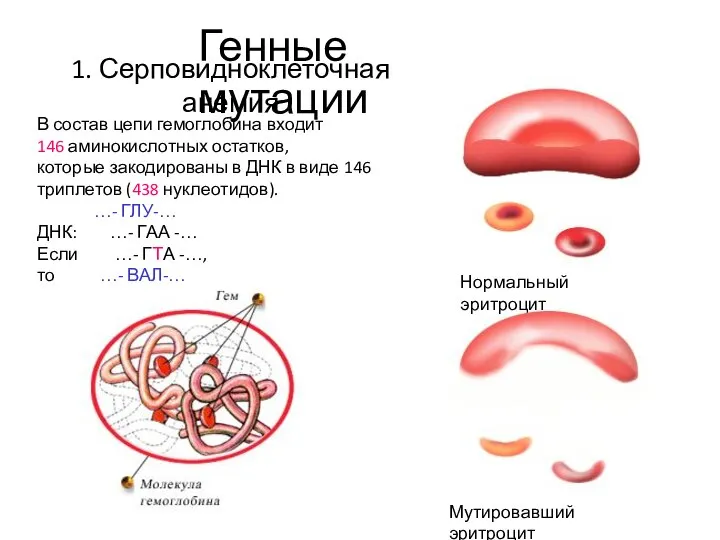 1. Серповидноклеточная анемия В состав цепи гемоглобина входит 146 аминокислотных остатков,