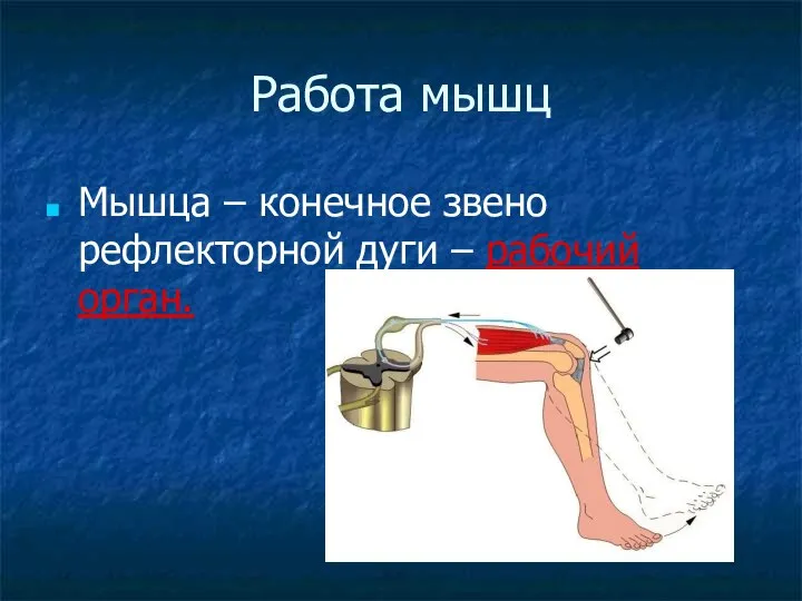 Работа мышц Мышца – конечное звено рефлекторной дуги – рабочий орган.