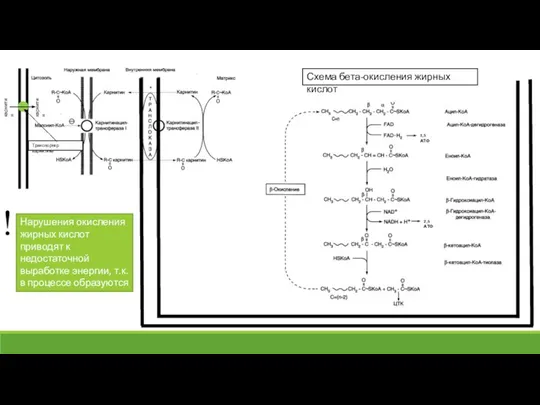 карнитин карнитин Транспортер карнитина Схема бета-окисления жирных кислот Нарушения окисления жирных