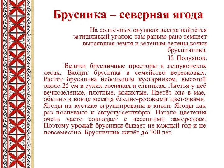 Брусника – северная ягода На солнечных опушках всегда найдётся затишливый уголок: