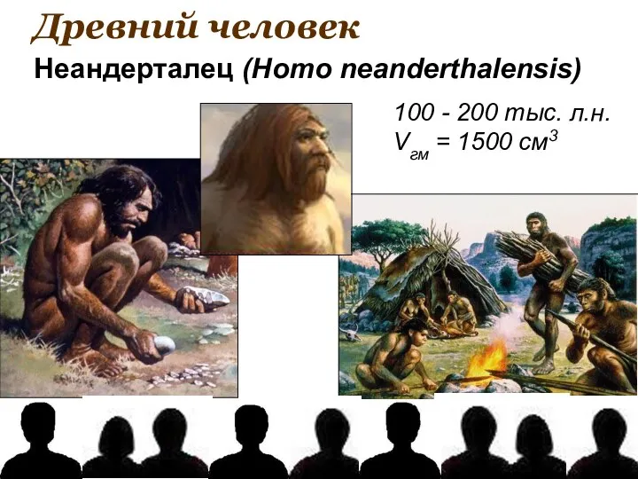 Древний человек 100 - 200 тыс. л.н. Vгм = 1500 см3 Неандерталец (Homo neanderthalensis)