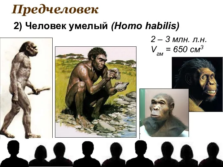 Предчеловек 2) Человек умелый (Homo habilis) 2 – 3 млн. л.н. Vгм = 650 см3