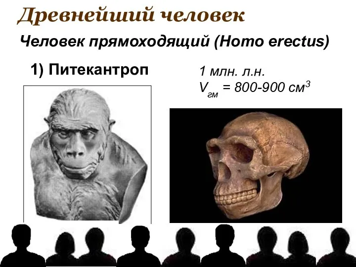 Древнейший человек 1 млн. л.н. Vгм = 800-900 см3 Человек прямоходящий (Homo erectus) 1) Питекантроп