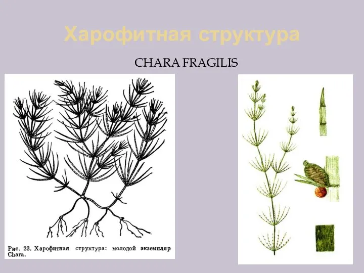 Харофитная структура CHARA FRAGILIS