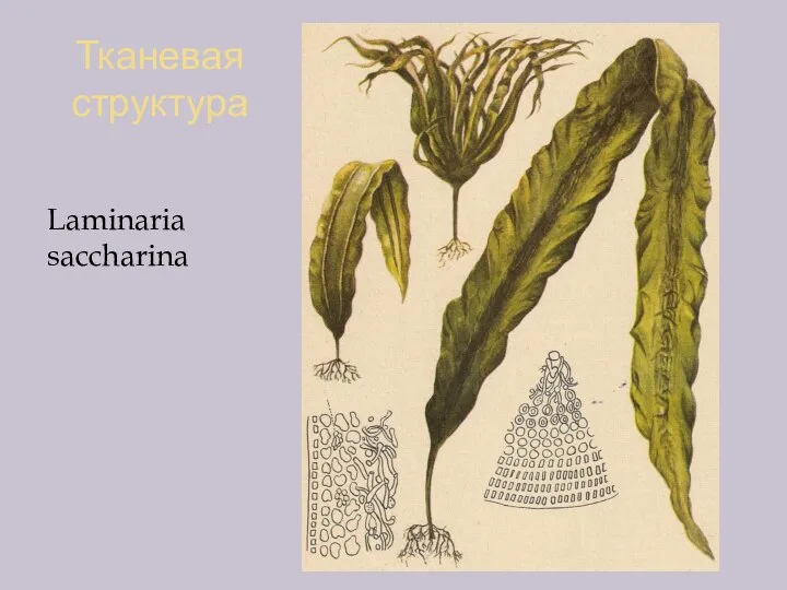 Тканевая структура Laminaria saccharina