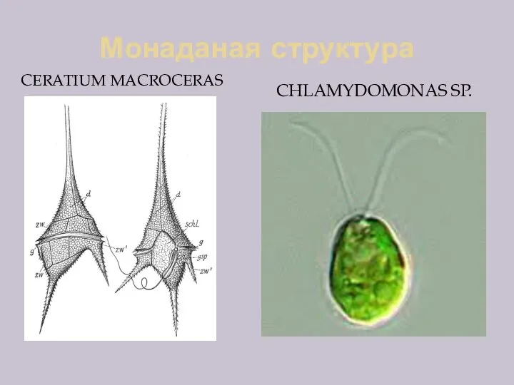 Монаданая структура CERATIUM MACROCERAS CHLAMYDOMONAS SP.