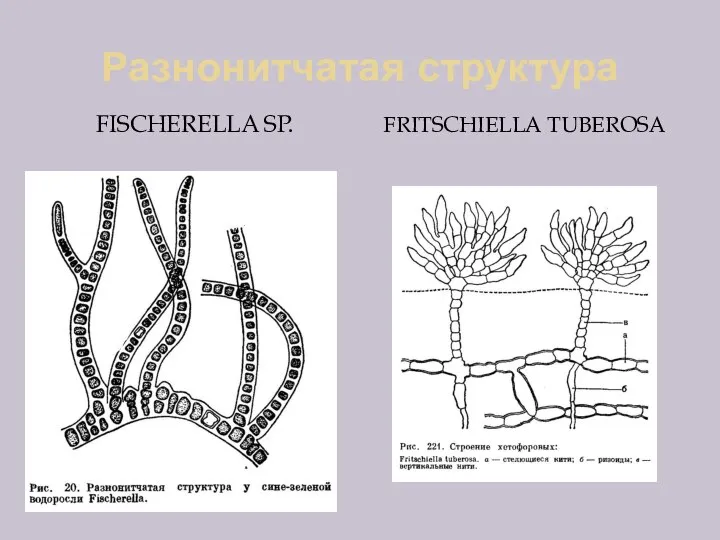 Разнонитчатая структура FISCHERELLA SP. FRITSCHIELLA TUBEROSA