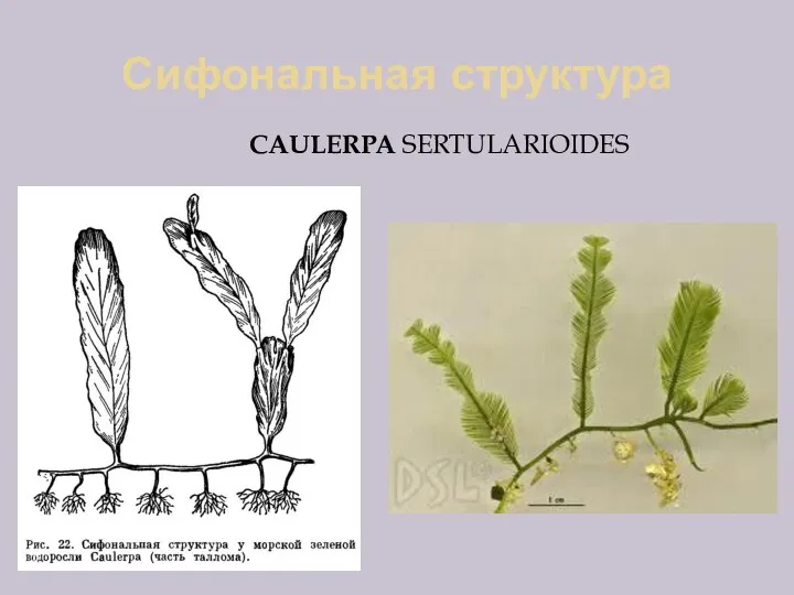 Сифональная структура CAULERPA SERTULARIOIDES