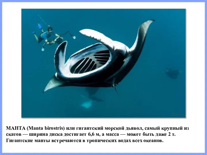 МАНТА (Manta birostris) или гигантский морской дьявол, самый крупный из скатов