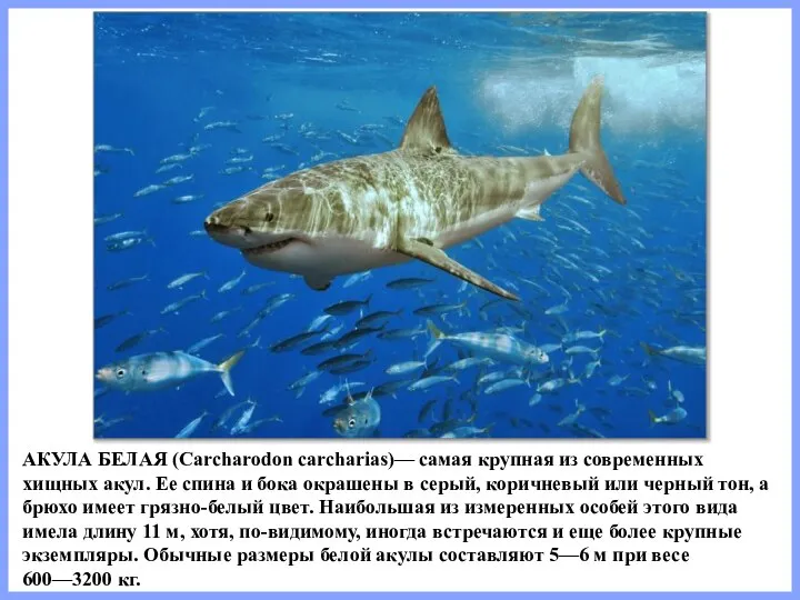 АКУЛА БЕЛАЯ (Carcharodon carcharias)— самая крупная из современных хищных акул. Ее