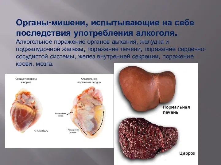 Органы-мишени, испытывающие на себе последствия употребления алкоголя. Алкогольное поражение органов дыхания,