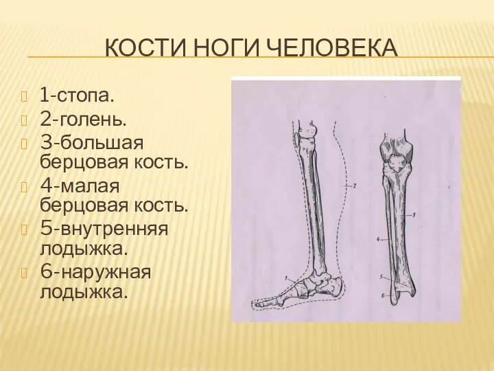 КОСТИ НОГИ ЧЕЛОВЕКА 1-стопа. 2-голень. 3-большая берцовая кость. 4-малая берцовая кость. 5-внутренняя лодыжка. 6-наружная лодыжка.