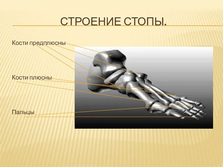 СТРОЕНИЕ СТОПЫ. Кости предплюсны Кости плюсны Пальцы