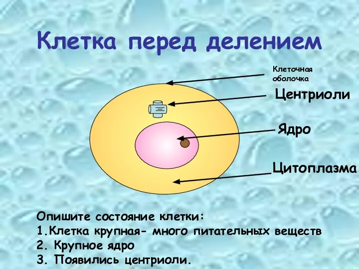 Клетка перед делением Центриоли Опишите состояние клетки: 1.Клетка крупная- много питательных