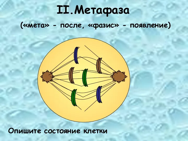 II.Метафаза («мета» - после, «фазис» - появление) Опишите состояние клетки