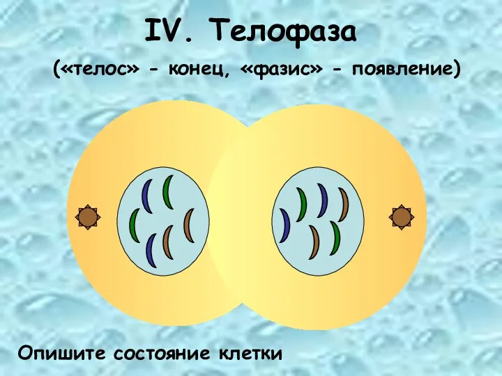 IV. Телофаза («телос» - конец, «фазис» - появление) Опишите состояние клетки